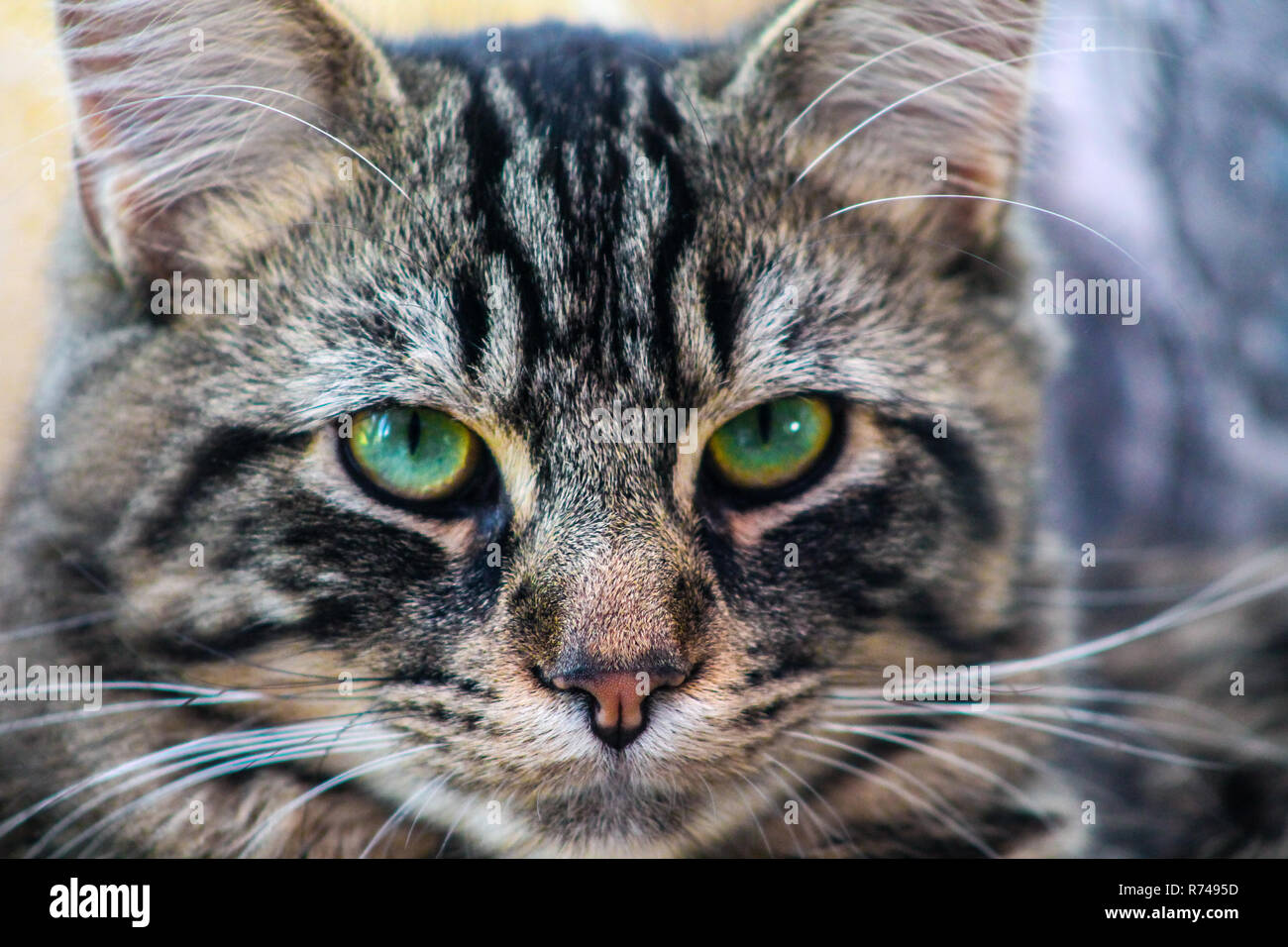 Chiusura del gatto domestico felis catus con occhi verdi Foto Stock