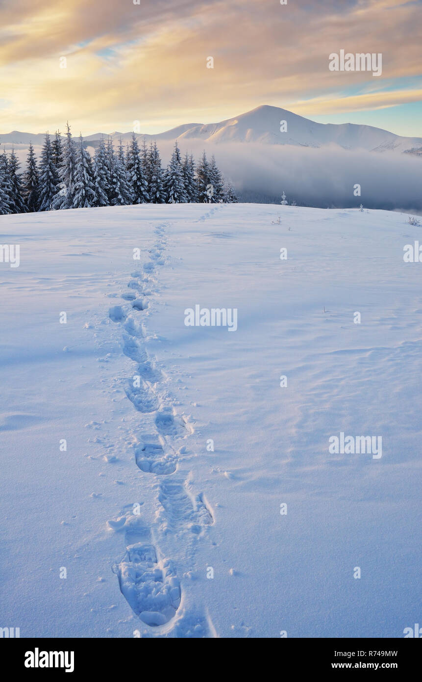 Paesaggio invernale con un percorso nella neve. Alba in montagna. Carpazi, Ucraina, Europa Foto Stock
