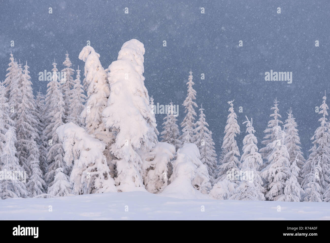 Paesaggio Di Natale con abete nella neve. Serata in montagna Foto Stock
