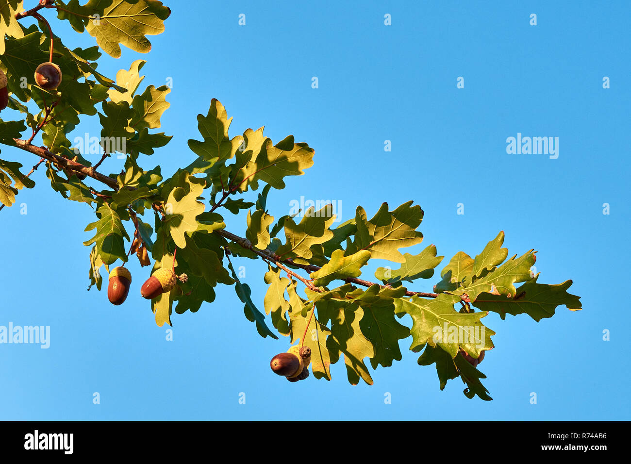 Vista ravvicinata di tre ghiande su albero di quercia tra foglia verde, sotto il cielo blu chiaro, con spazio per il testo Foto Stock