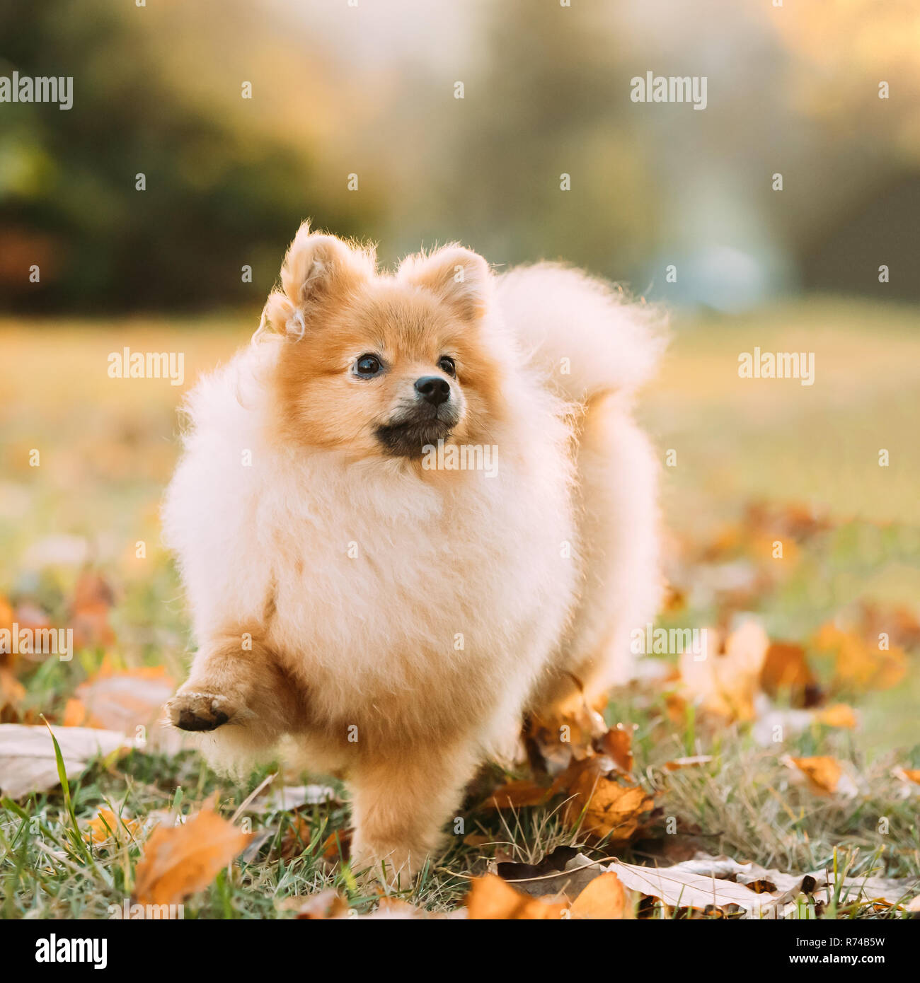 Rosso giovane cucciolo di Spitz di Pomerania cucciolo di cane passo all'aperto in autunno l'erba. Foto Stock