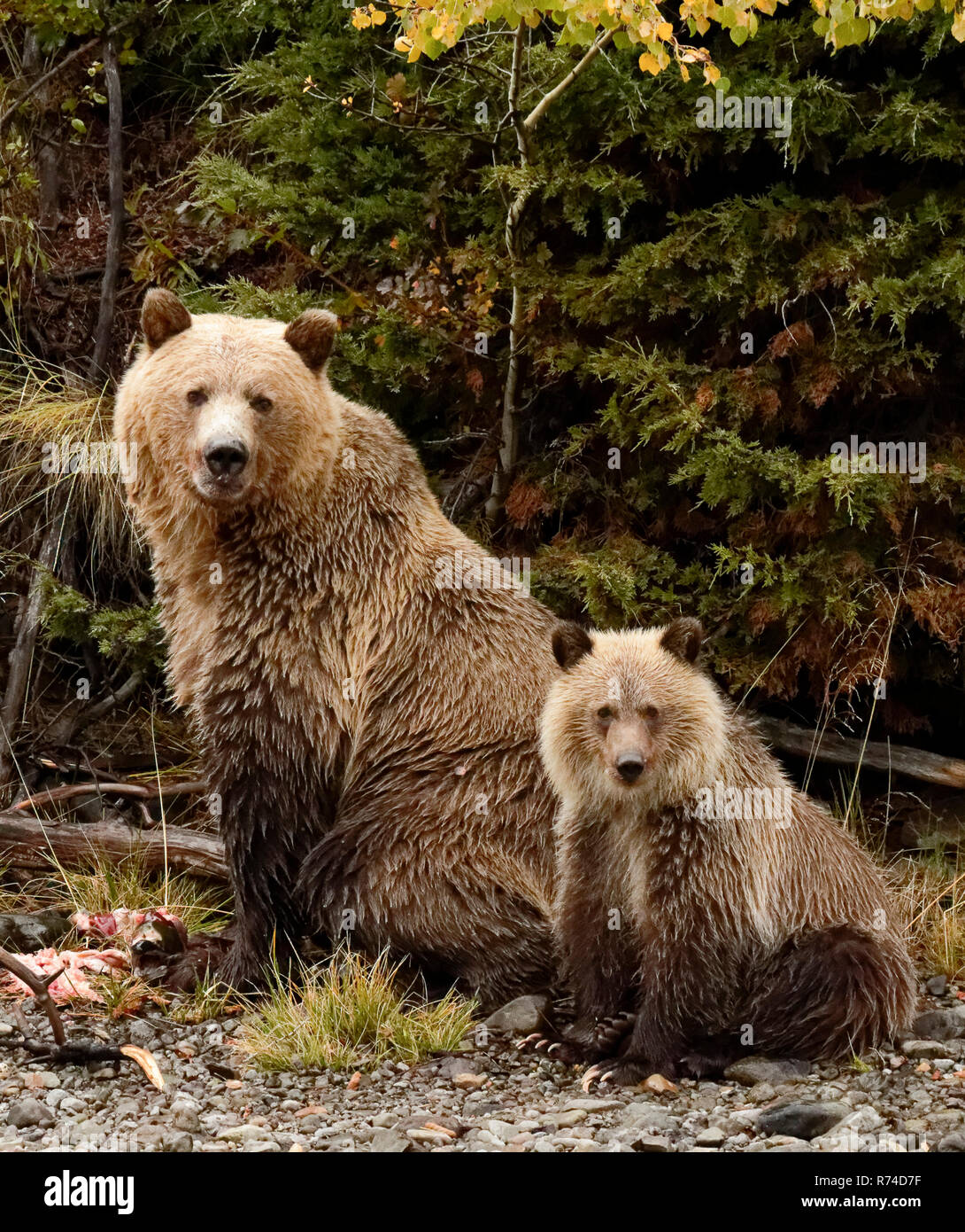 Madre grizzly e cub la visione di fiume Foto Stock