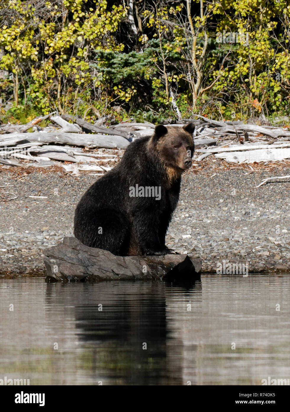 Madre grizzly e cub la visione di fiume Foto Stock