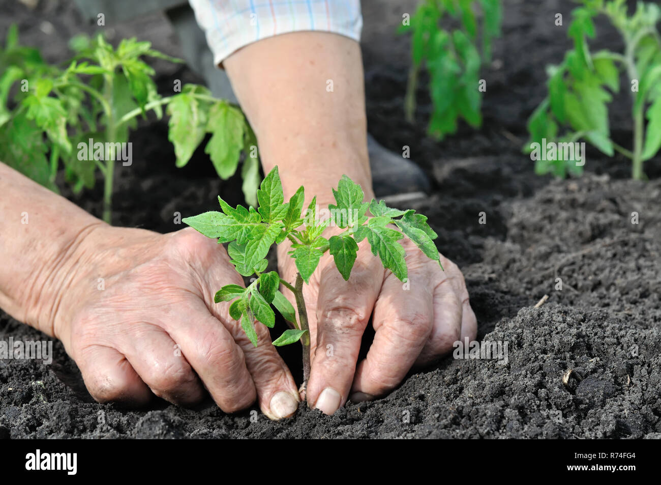 Close-up di giardiniere le mani di piantare una piantina di pomodoro nell'orto Foto Stock