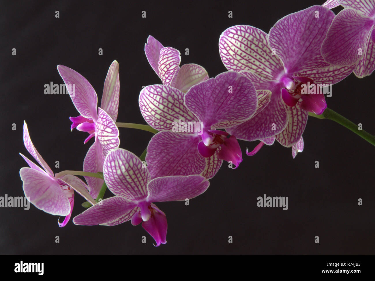 Rosa orchidea fresca con sfondo scuro Foto Stock