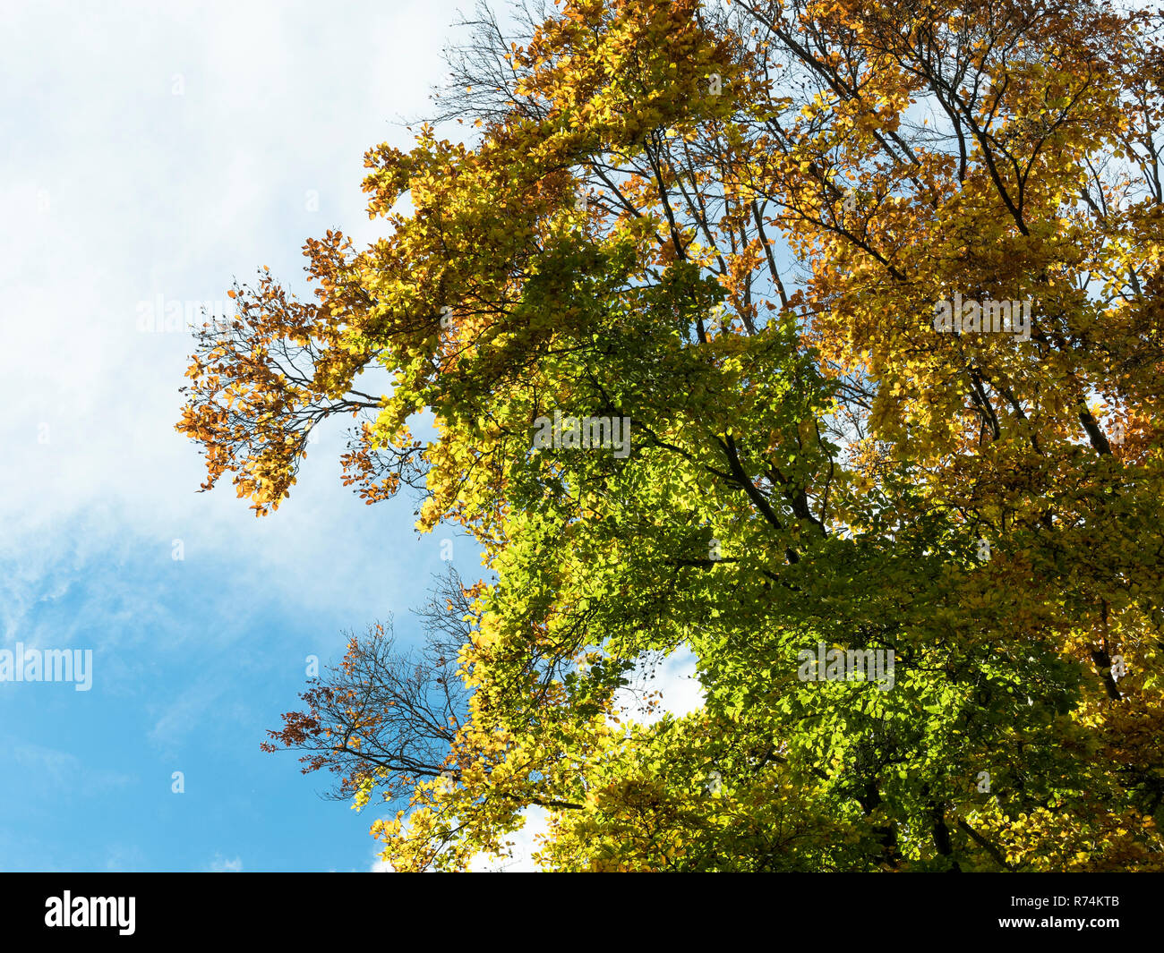 Treetop di un albero in autunno con le foglie colorate nella parte anteriore del cielo nuvoloso Foto Stock