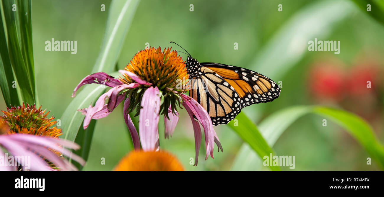 Farfalla monarca alimentazione su Purple Coneflowers (Echinacea purpurea), MN, USA di Dominique Braud/Dembinsky Foto Assoc Foto Stock