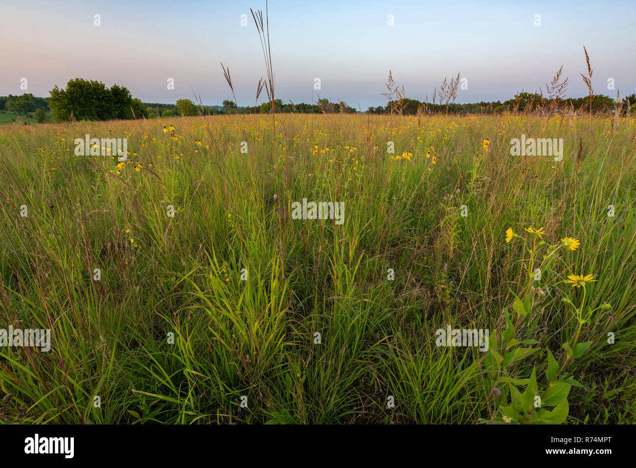 A testa grigia (coneflowers Ratibida pinnata), Prateria, Agosto, culbianco boschi parco regionale, Dakota Co., MN, USA di Dominique Braud/Dembinsky foto come Foto Stock