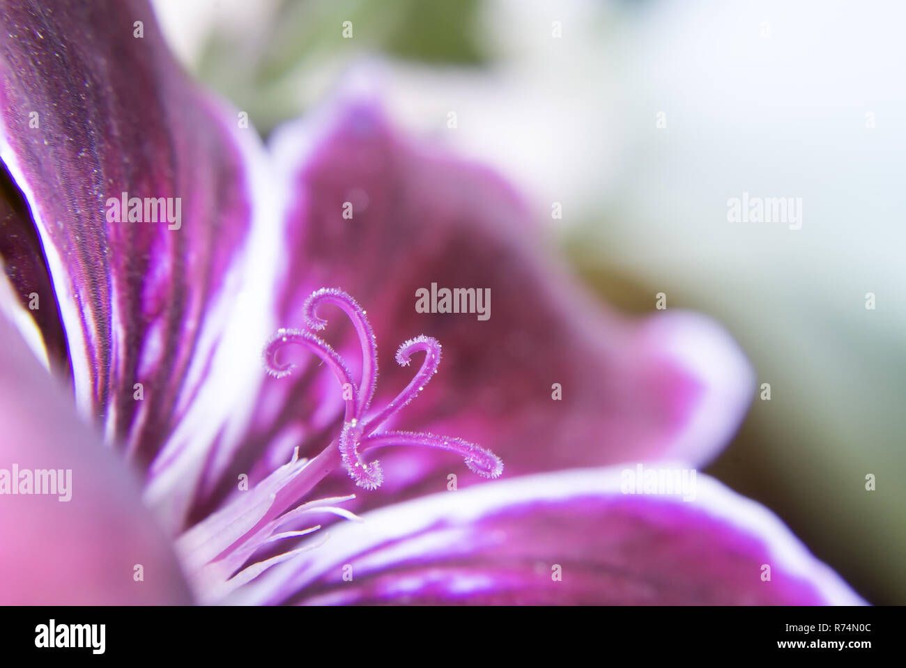 Macro di giardino pelargonium Foto Stock