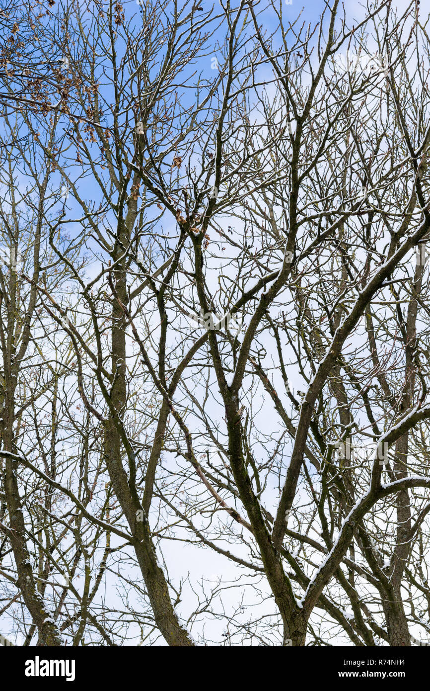 Vista di alberi innevati su una calma a freddo giorno d'inverno. Foto Stock