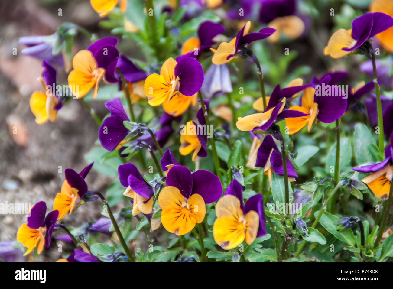 Viola tricolore (pancy) di fiori in un giardino Foto Stock