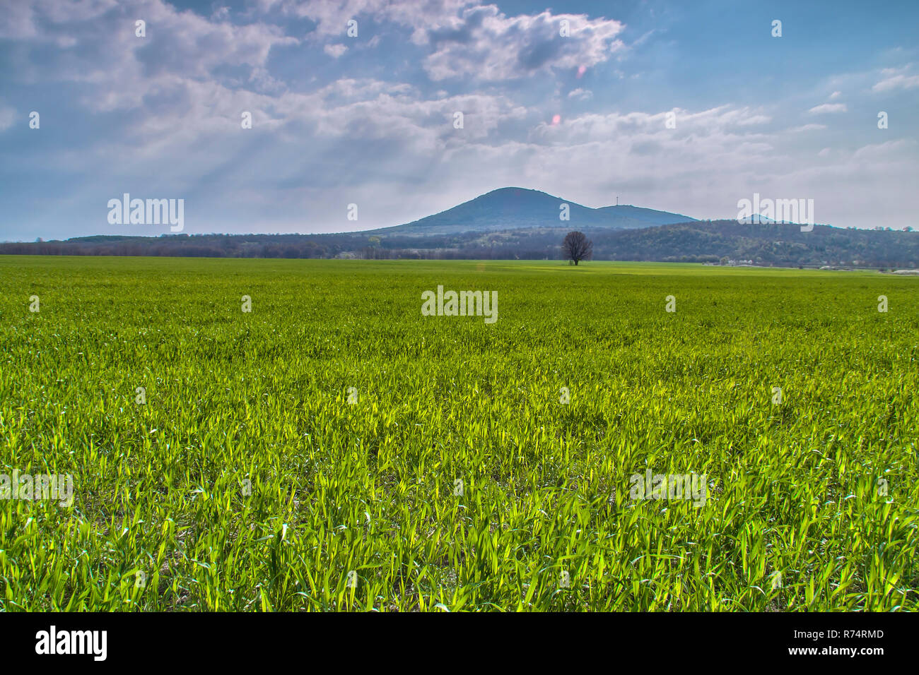 Prato di grano e un albero vicino a Tsar Asen village Foto Stock