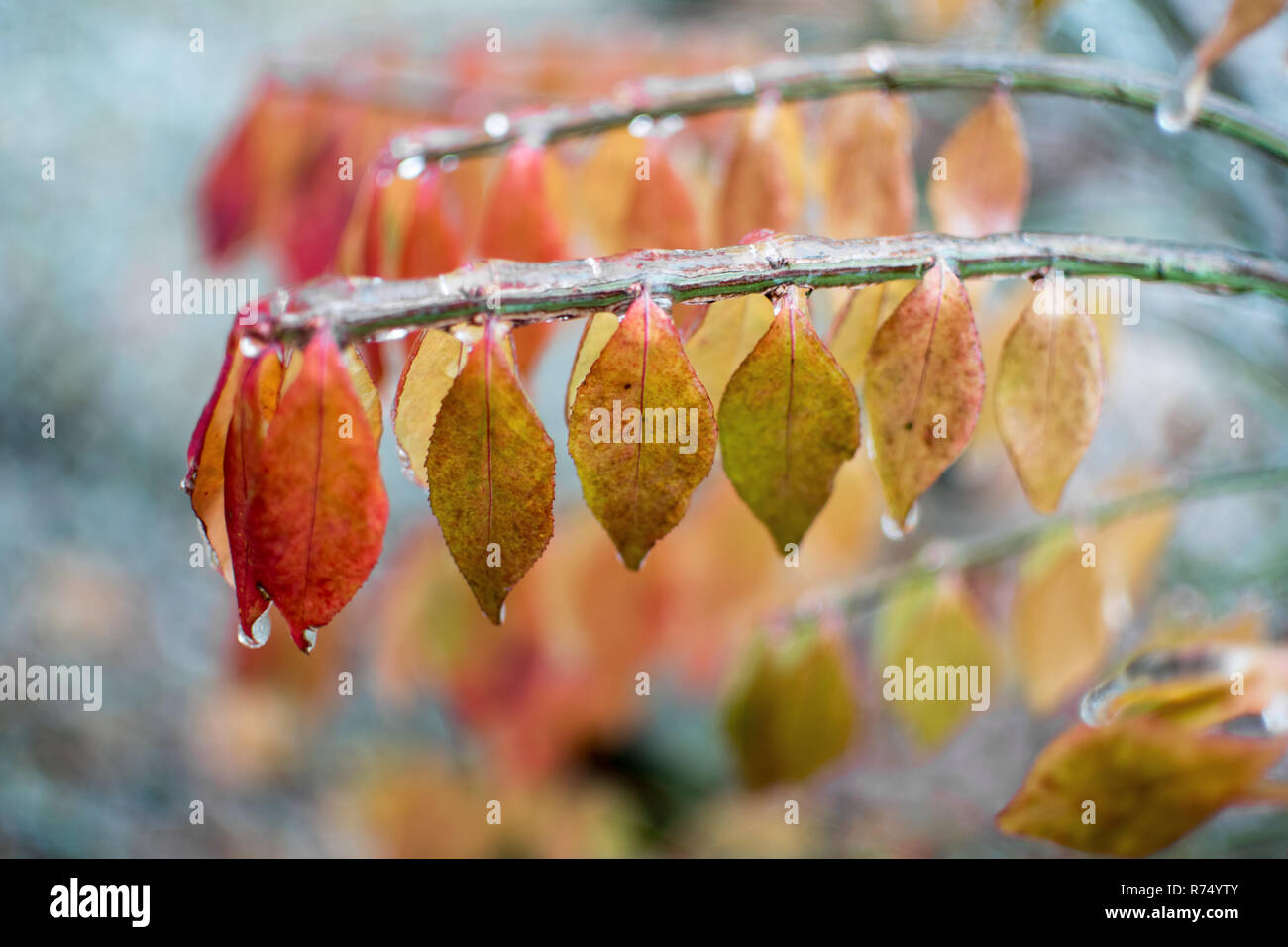 Una fila di foglie colori cangianti dal rosso al giallo in una linea. Foto Stock