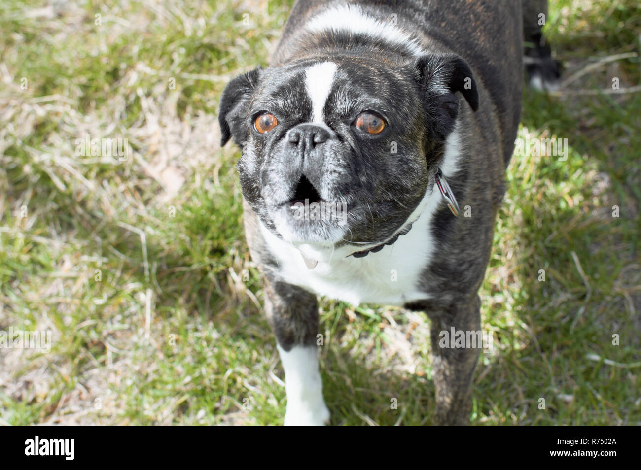 Un simpatico bulldog francese di abbaiare in un cantiere. Foto Stock