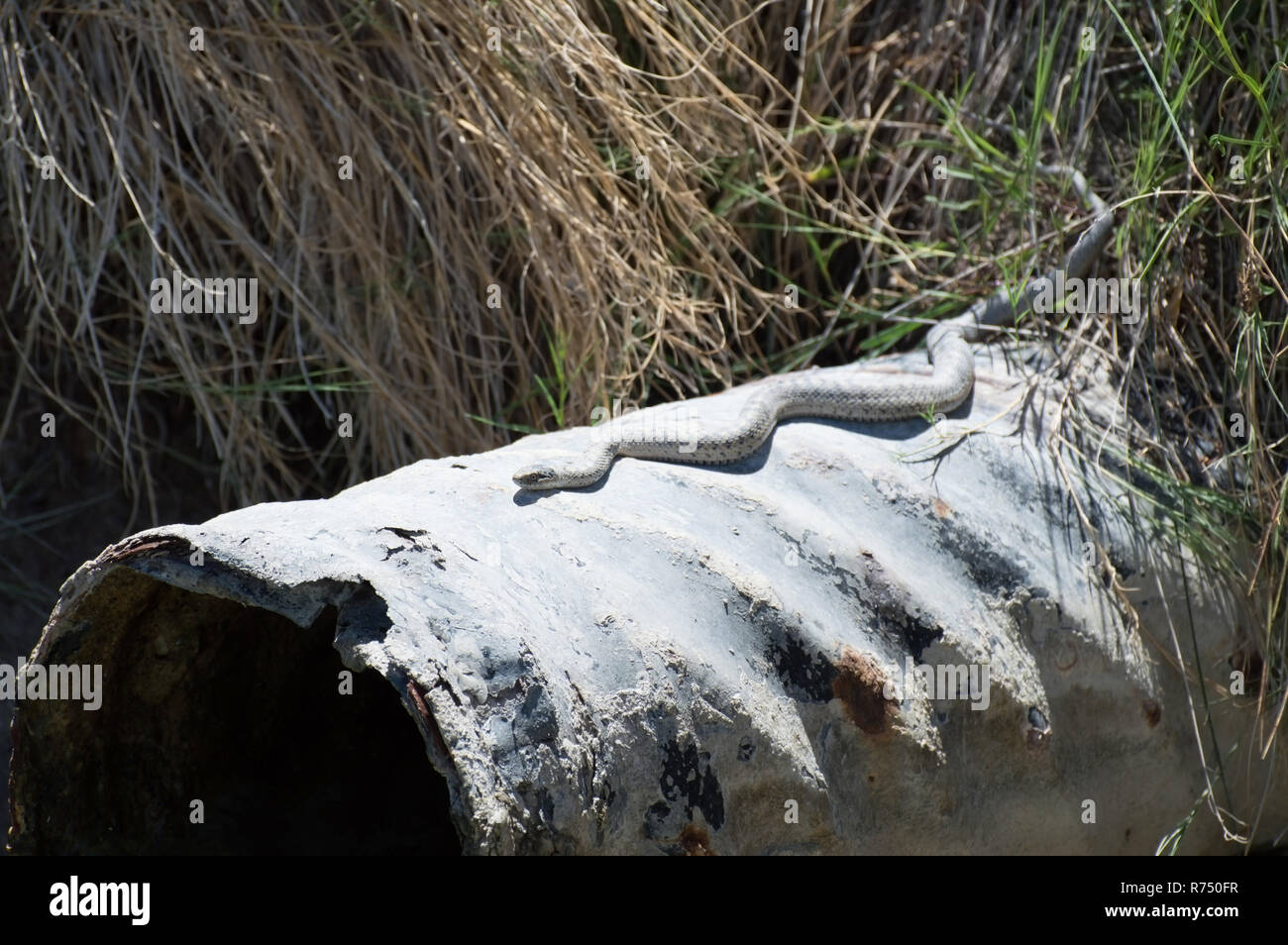 Un serpente su una tubazione di scarico. Foto Stock