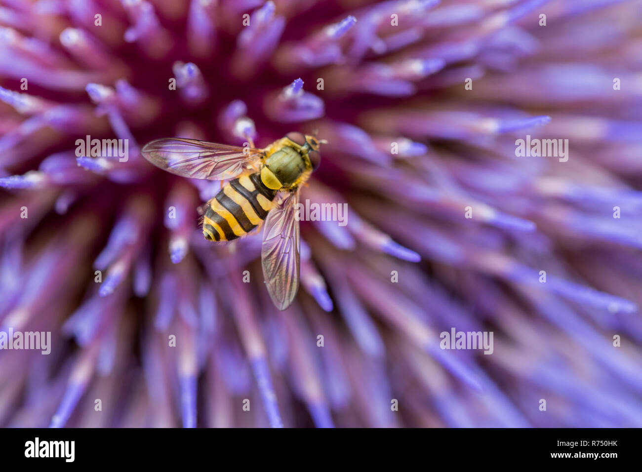 Giallo e nero hoverfly striato con ali trasparenti in appoggio sul viola impulso breve fiori di cardo gigante in un riparto del Northumberland. Foto Stock