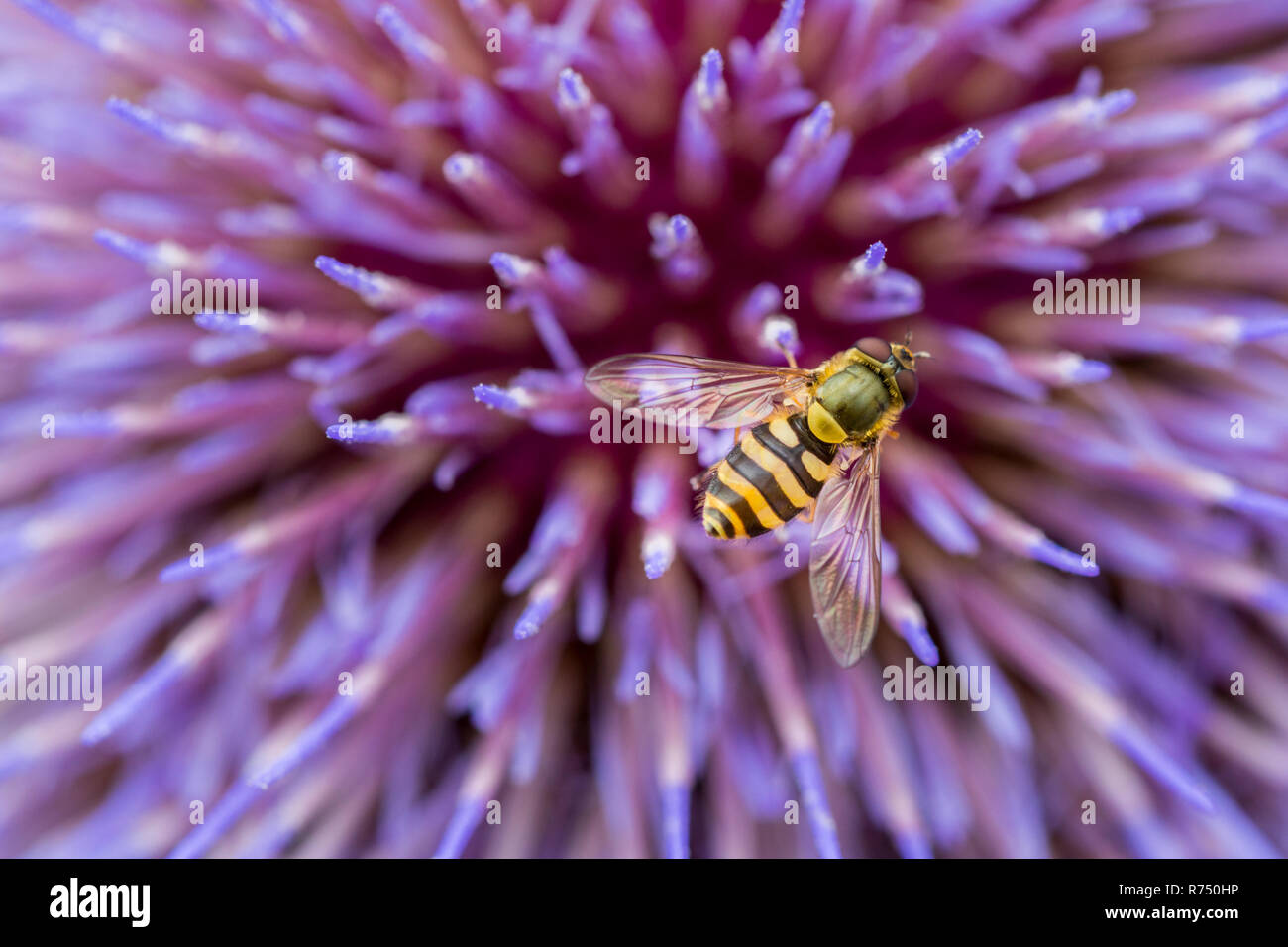 Giallo e nero hoverfly striato con ali trasparenti in appoggio sul viola impulso breve fiori di cardo gigante in un riparto del Northumberland. Foto Stock