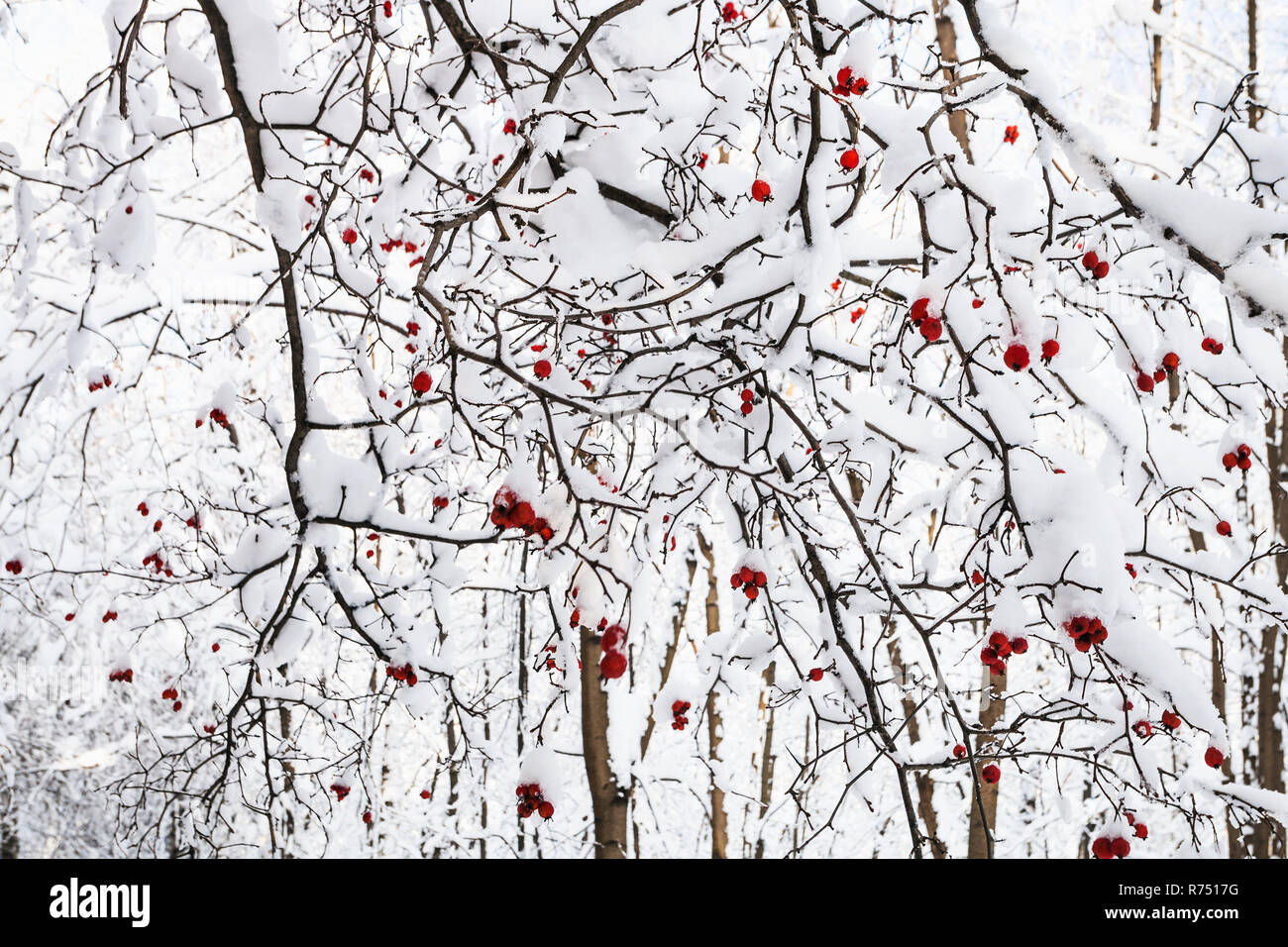 Coperte di neve rosse bacche di biancospino su albero Foto Stock