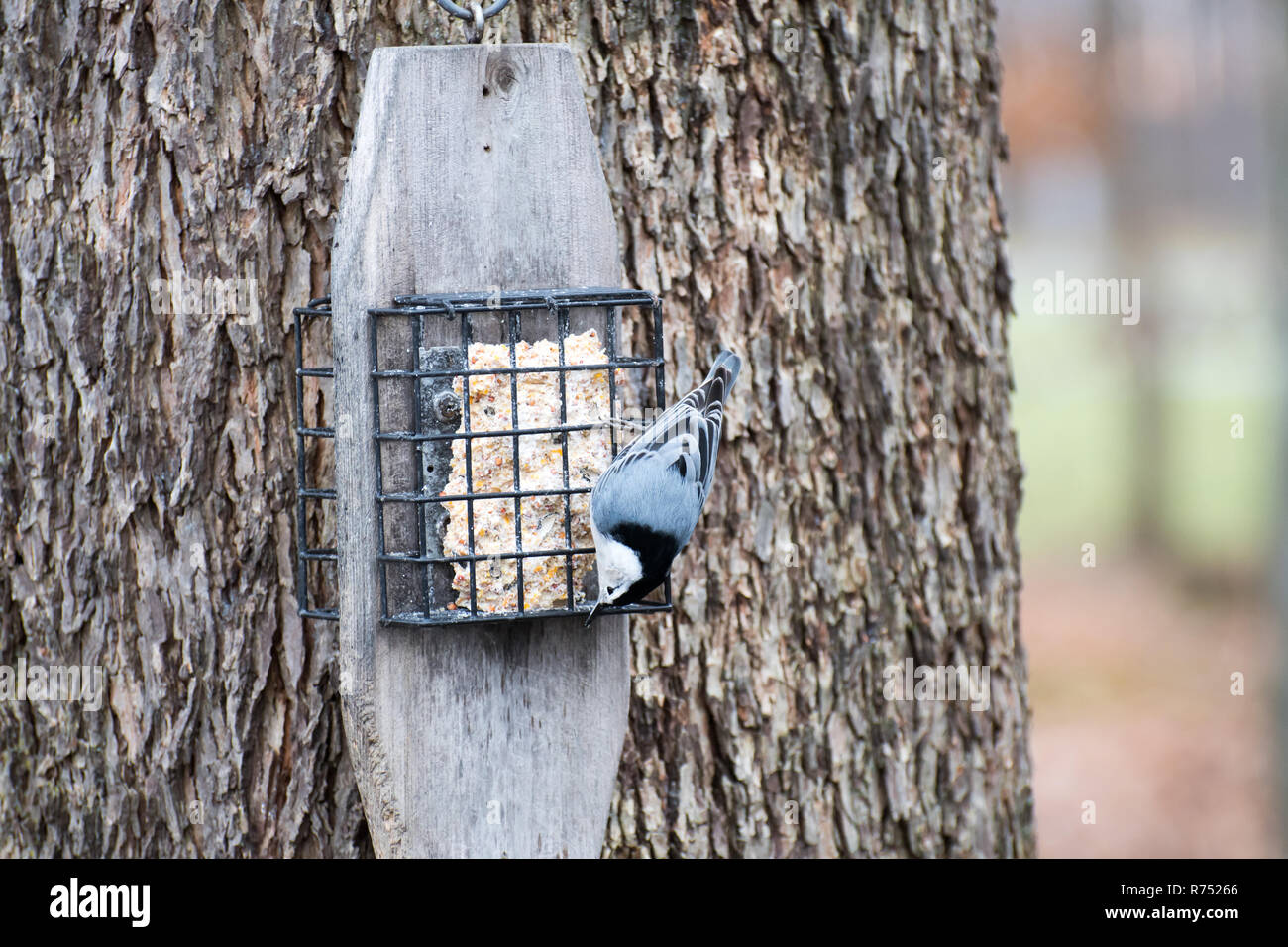 A Luisa di mangiare da un alimentatore suet su un albero. Foto Stock