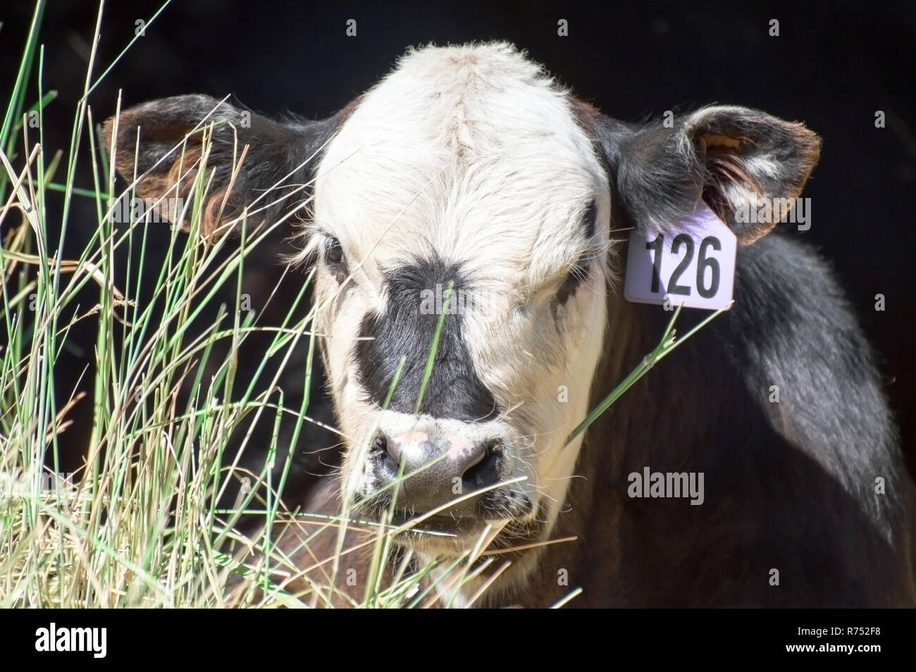 Un tagged mucca mangiare erba isolato in nero. Foto Stock