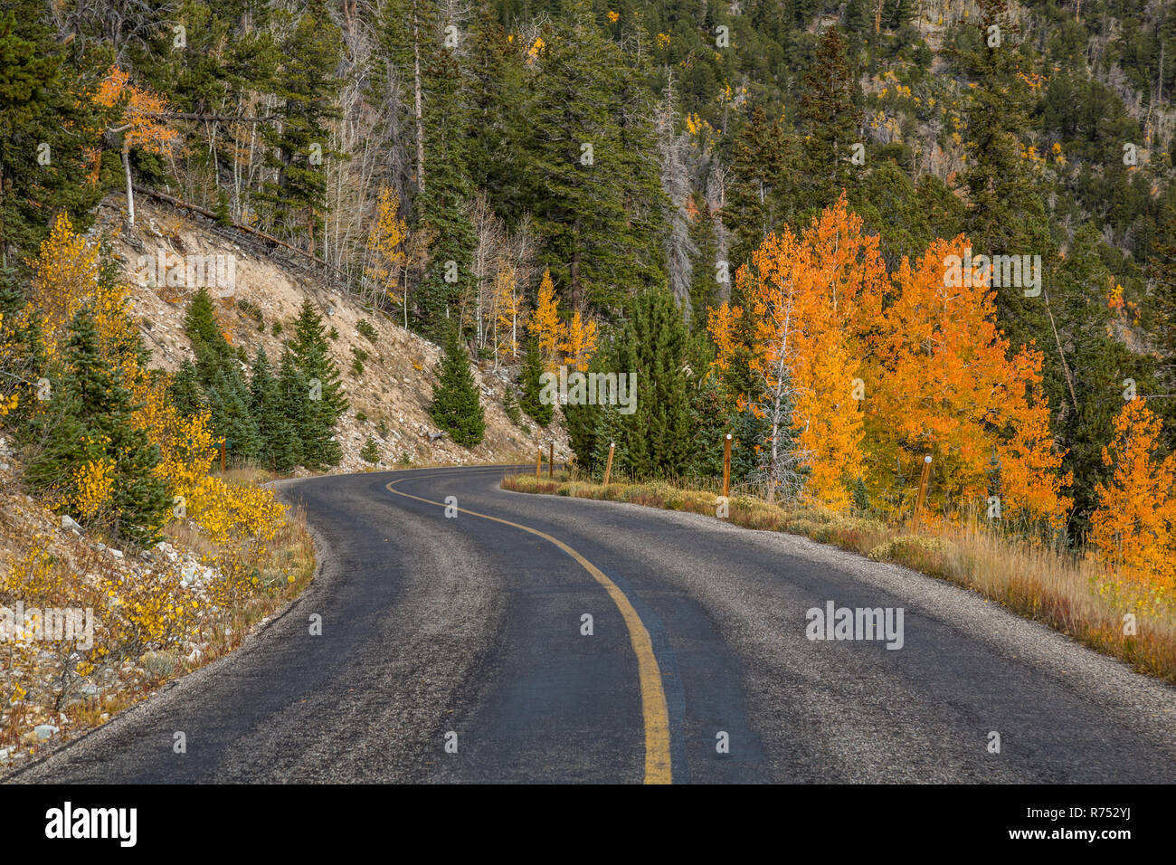 Arancione e foglie di giallo su entrambi i lati di un singolo-giallo-line road ad alta quota in Nevada il bacino grande deserto. Foto Stock