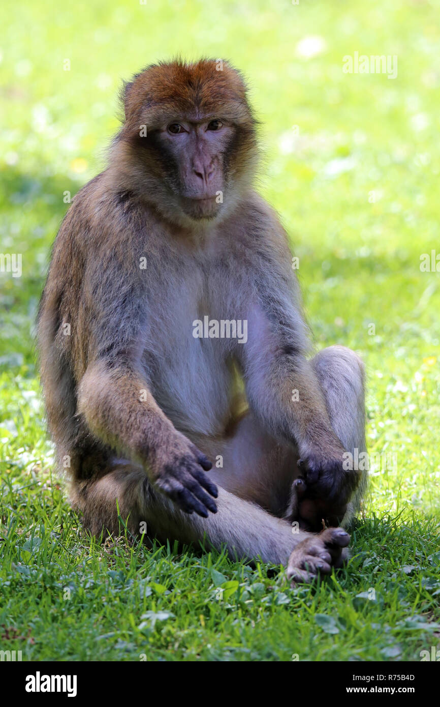 Mappa della barbarie immagini e fotografie