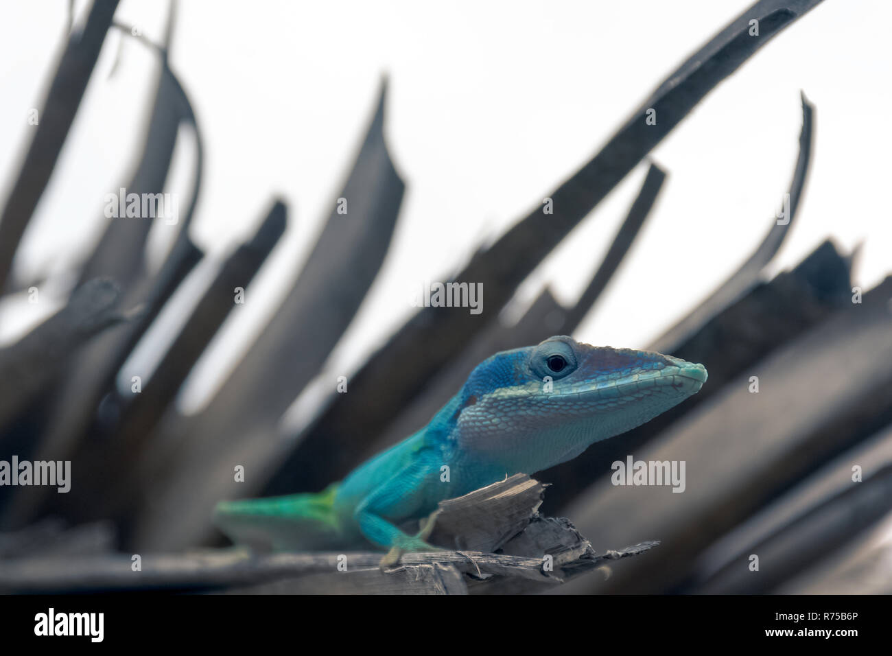 Maschio cubano lizard Allison (Anole Anolis allisoni), noto anche come il blue-guidato anole - Varadero, Cuba Foto Stock