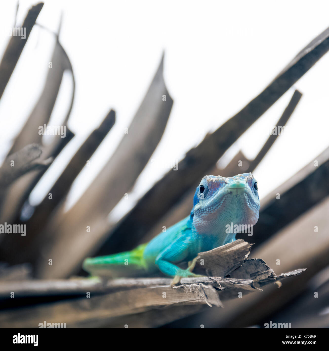 Maschio cubano lizard Allison (Anole Anolis allisoni), noto anche come il blue-guidato anole - Varadero, Cuba Foto Stock