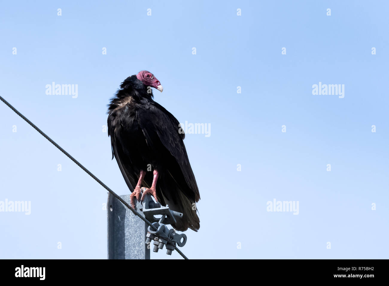 Il tacchino avvoltoio (Cathartes aura) Foto Stock
