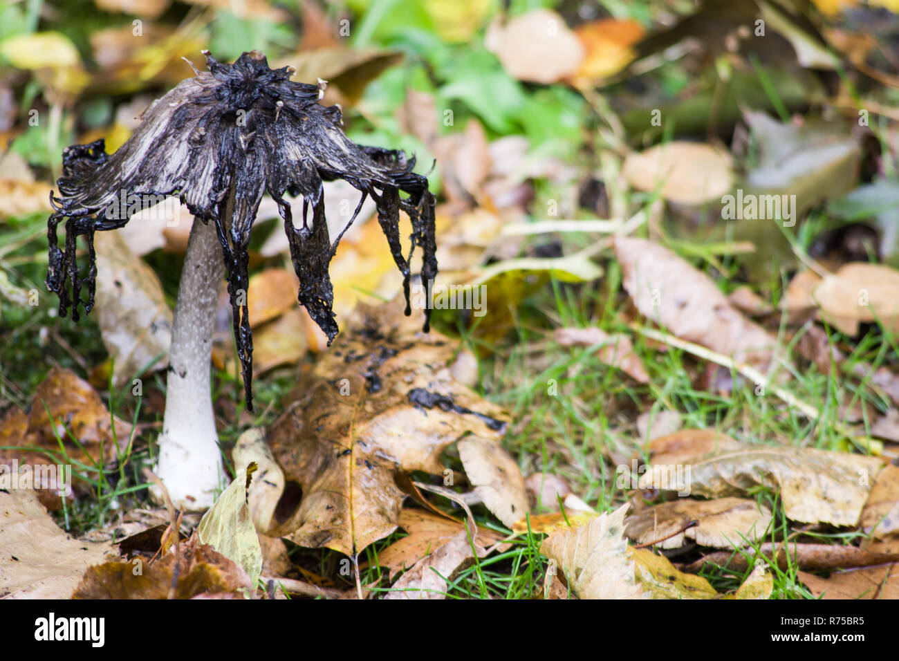 Shaggy copertura di inchiostro (Coprinus comatus) fungo Foto Stock