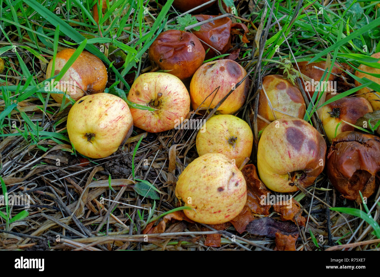 Marciume manna mele giacente a terra Foto Stock
