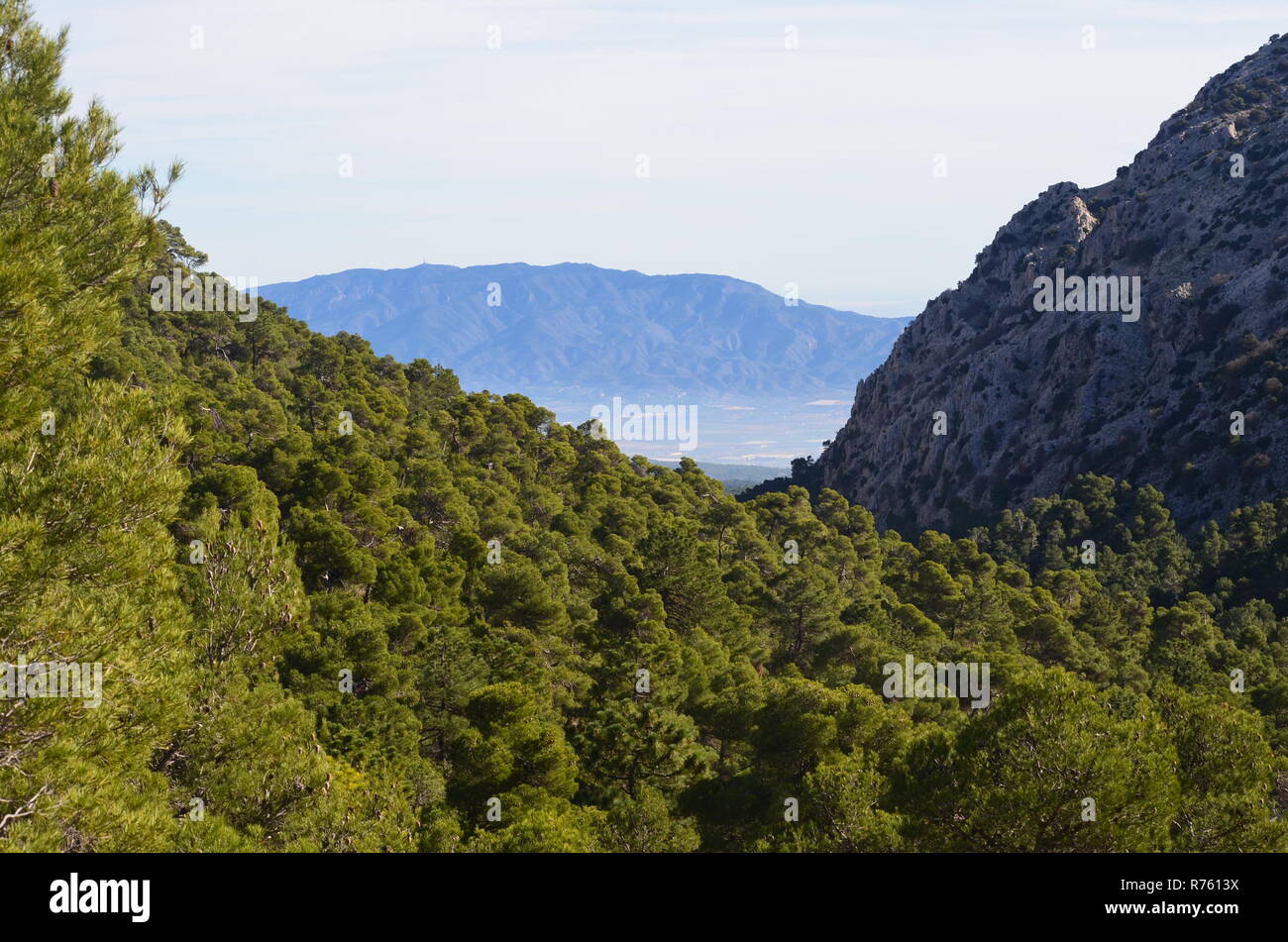 Aleppo e foreste di pini in Sierra Espuña massiccio, con la Sierra de Carrascoy in background, Murcia (Spagna sud-orientale) Foto Stock