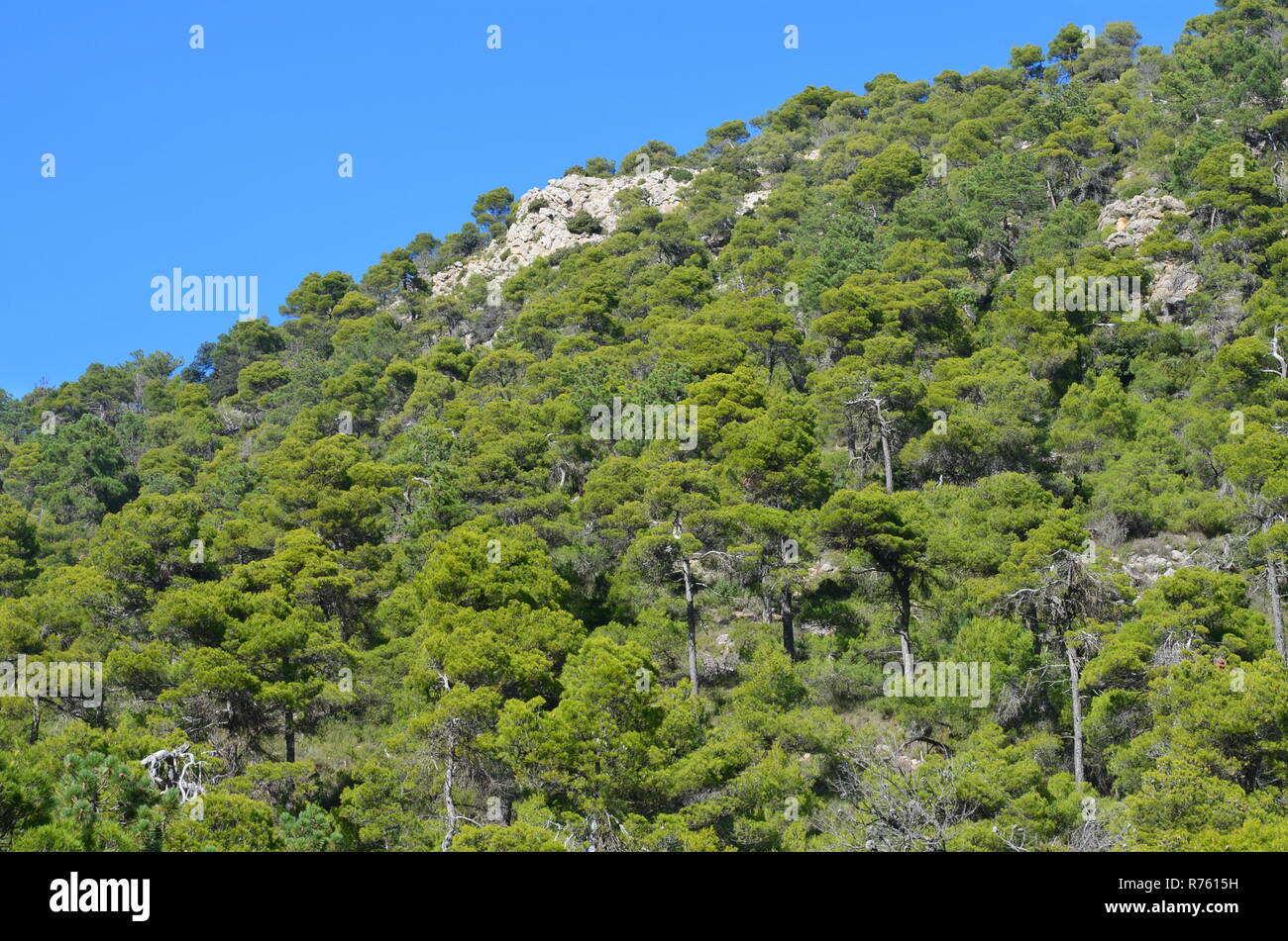 Pino di Aleppo Pinus halepensis foreste in Sierra Espuña massiccio, Murcia (Spagna sud-orientale) Foto Stock