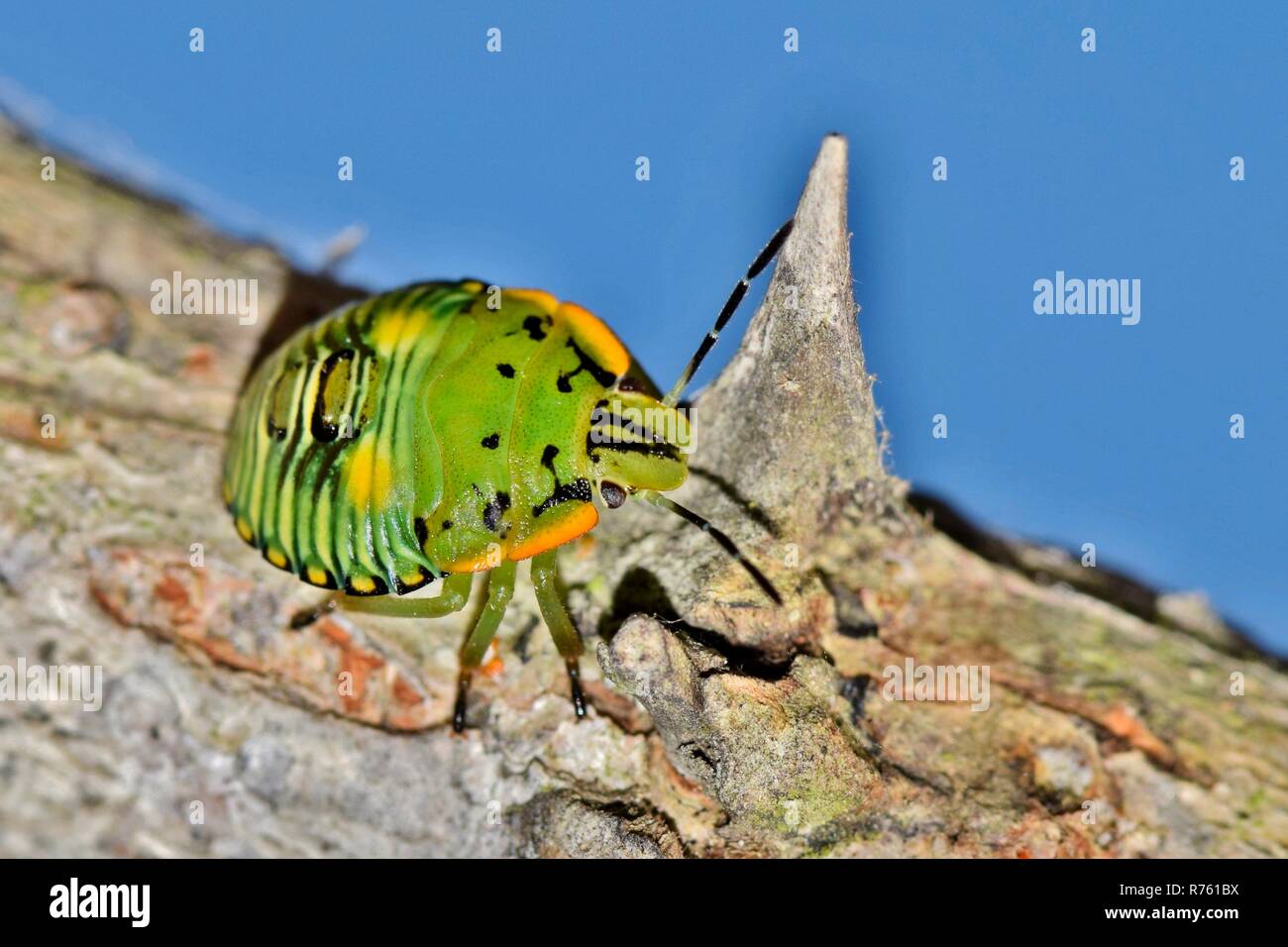 Un giovane green stink bug ninfa su un albero spinoso ramo con un cielo azzurro sfondo su una soleggiata giornata di primavera. Come ninfe, hanno molto colorato pattern. Foto Stock