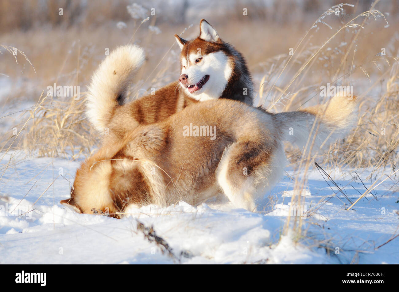 Due di colore rosso e bianco siberian husky Cani giocando al divertimento in inverno per esterno Foto Stock