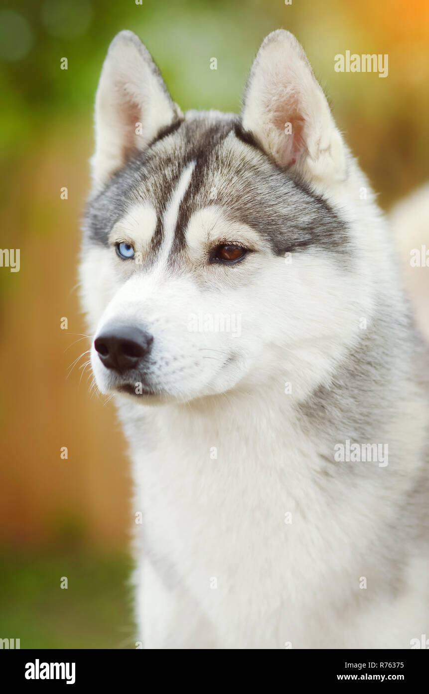 Dog Face close up siberian husky occhi diversi estate verticale esterna Foto Stock