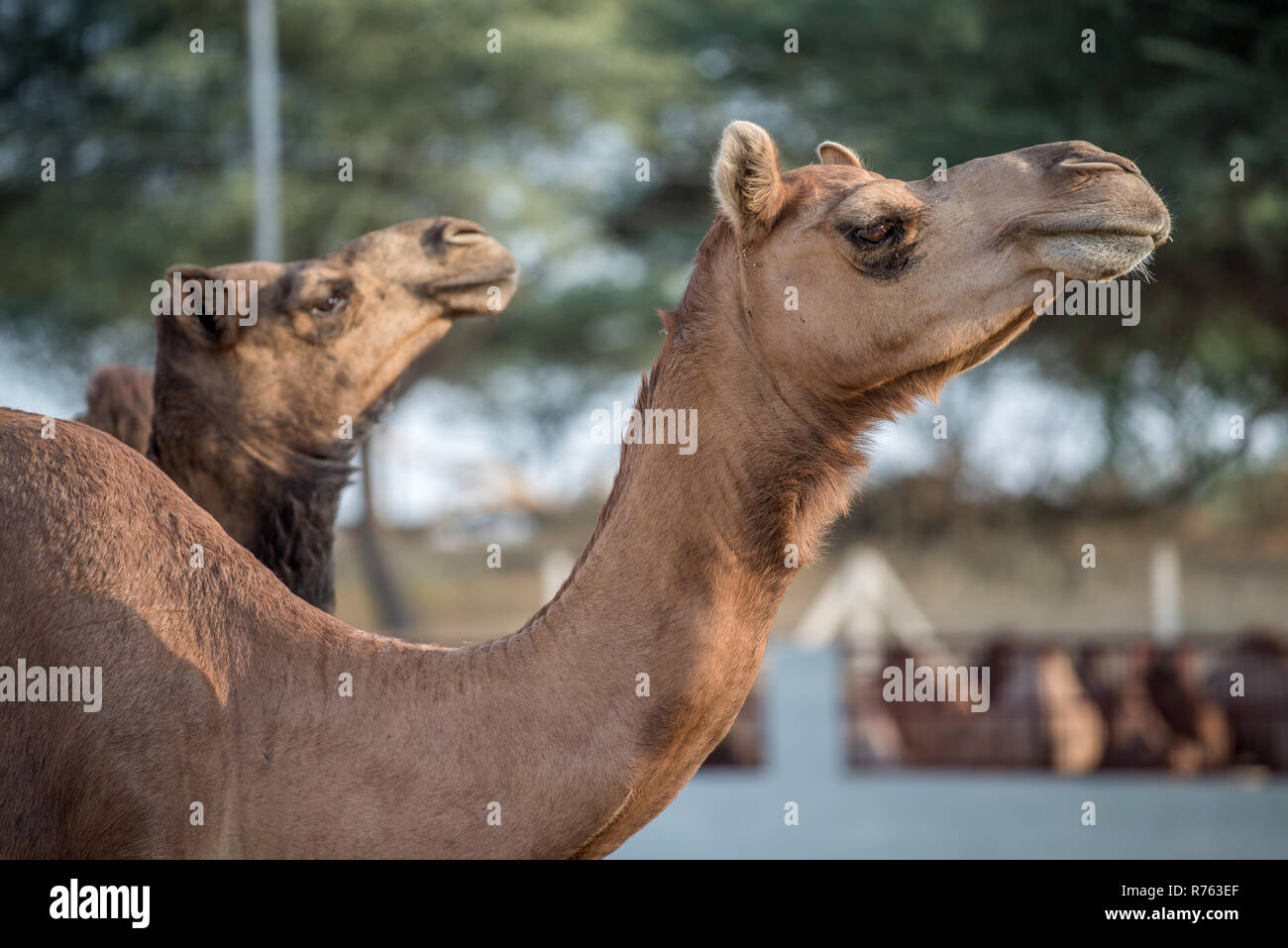 Cammelli al Centro Nazionale di Ricerca, Bikaner, Rajasthan, India Foto Stock