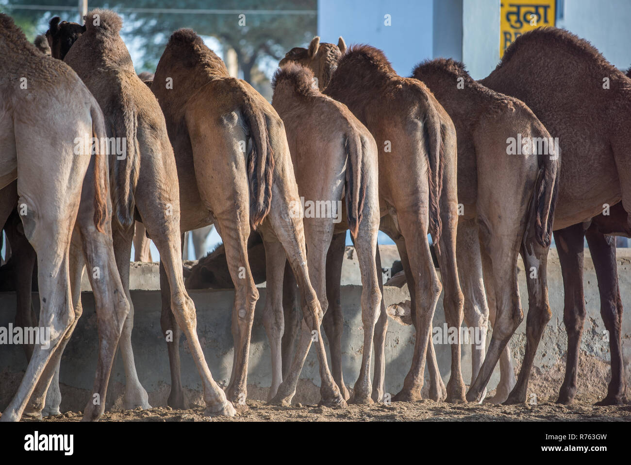 Alimentazione dei cammelli al Centro Nazionale di Ricerca, Bikaner, Rajasthan, India Foto Stock