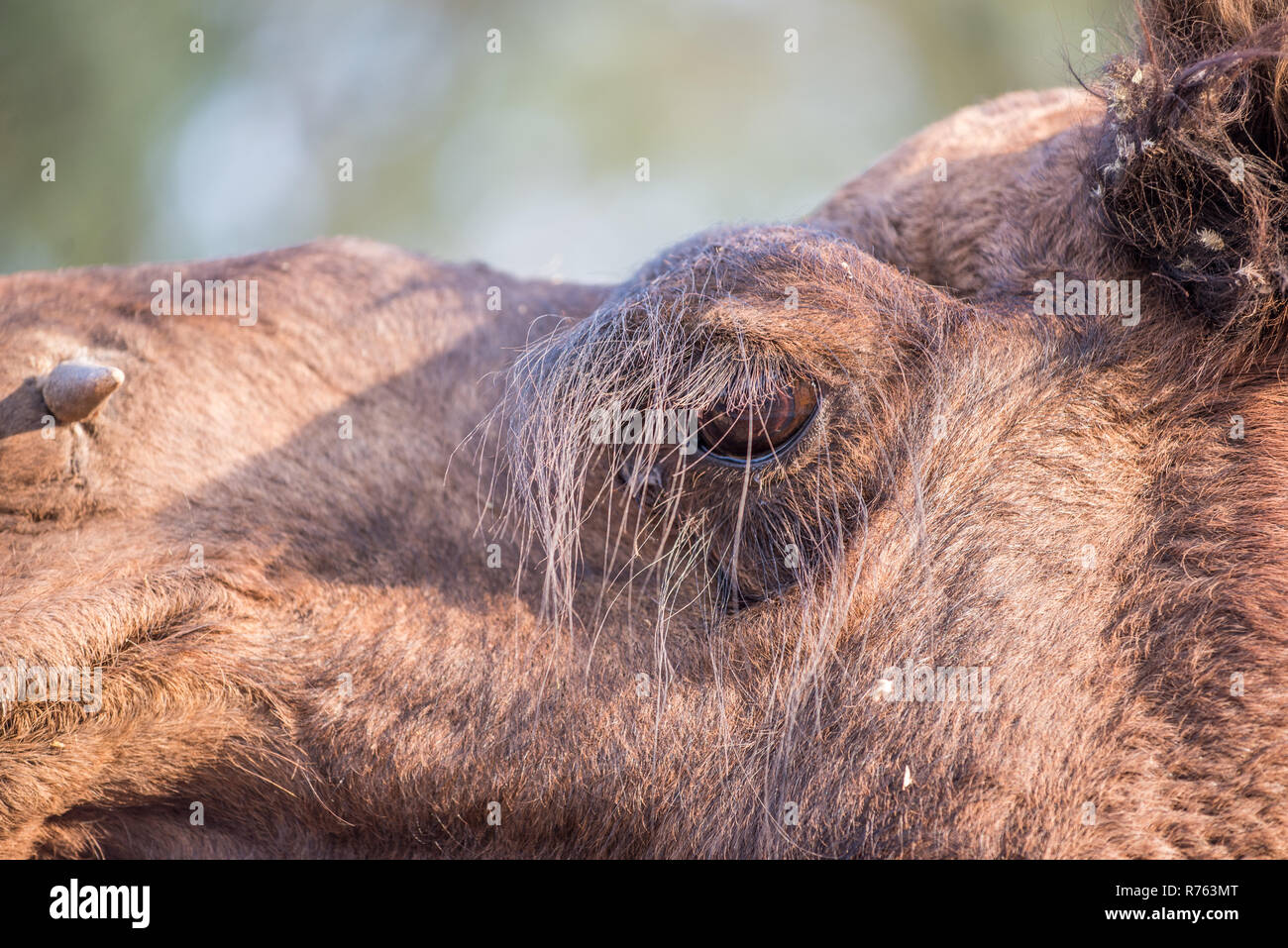 Primo piano di una testa di cammello al Centro Nazionale di Ricerca, Bikaner, Rajasthan, India Foto Stock