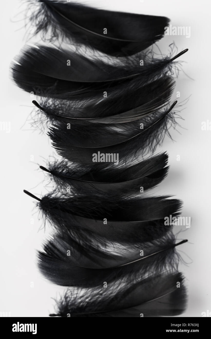 Piume nere su sfondo bianco Foto stock - Alamy