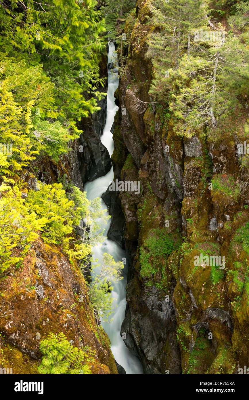 WA15472-00...WASHINGTON - Il fiume Cowlitz fluente attraverso la casella Canyon in Mount Rainier National Park. Foto Stock