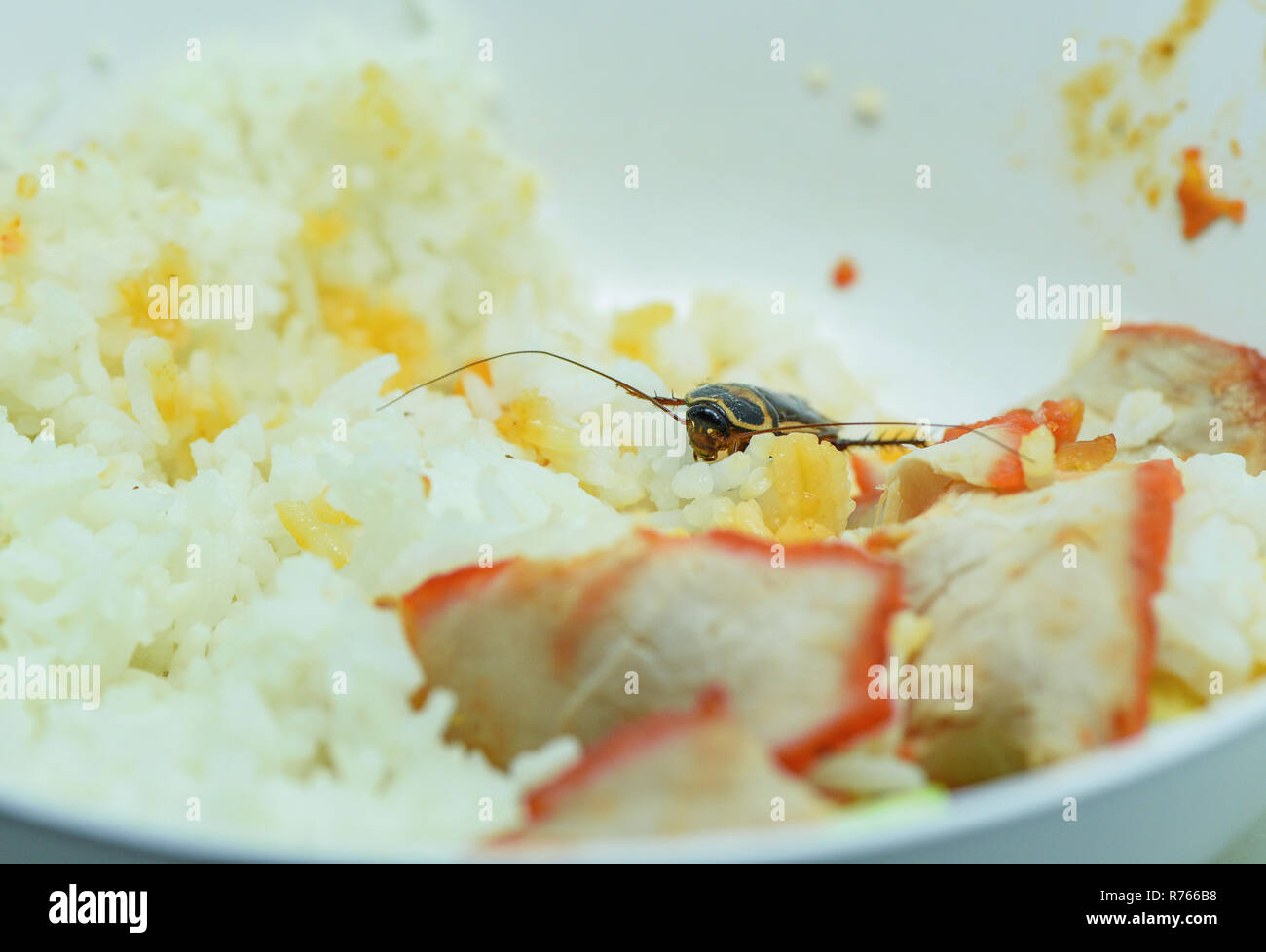 Sporchi alimentari / scarafaggi a mangiare riso cibo vivente nella cucina di casa / close up di scarafaggi sulla ciotola batteri contaminanti alimenti Foto Stock