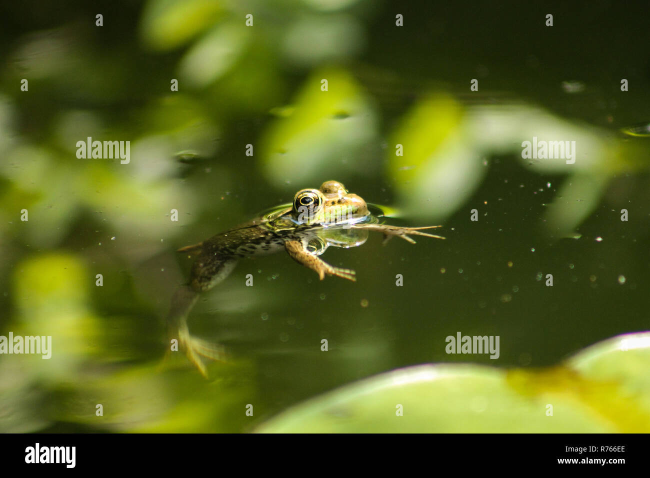 Frog galleggianti in un stagno Foto Stock