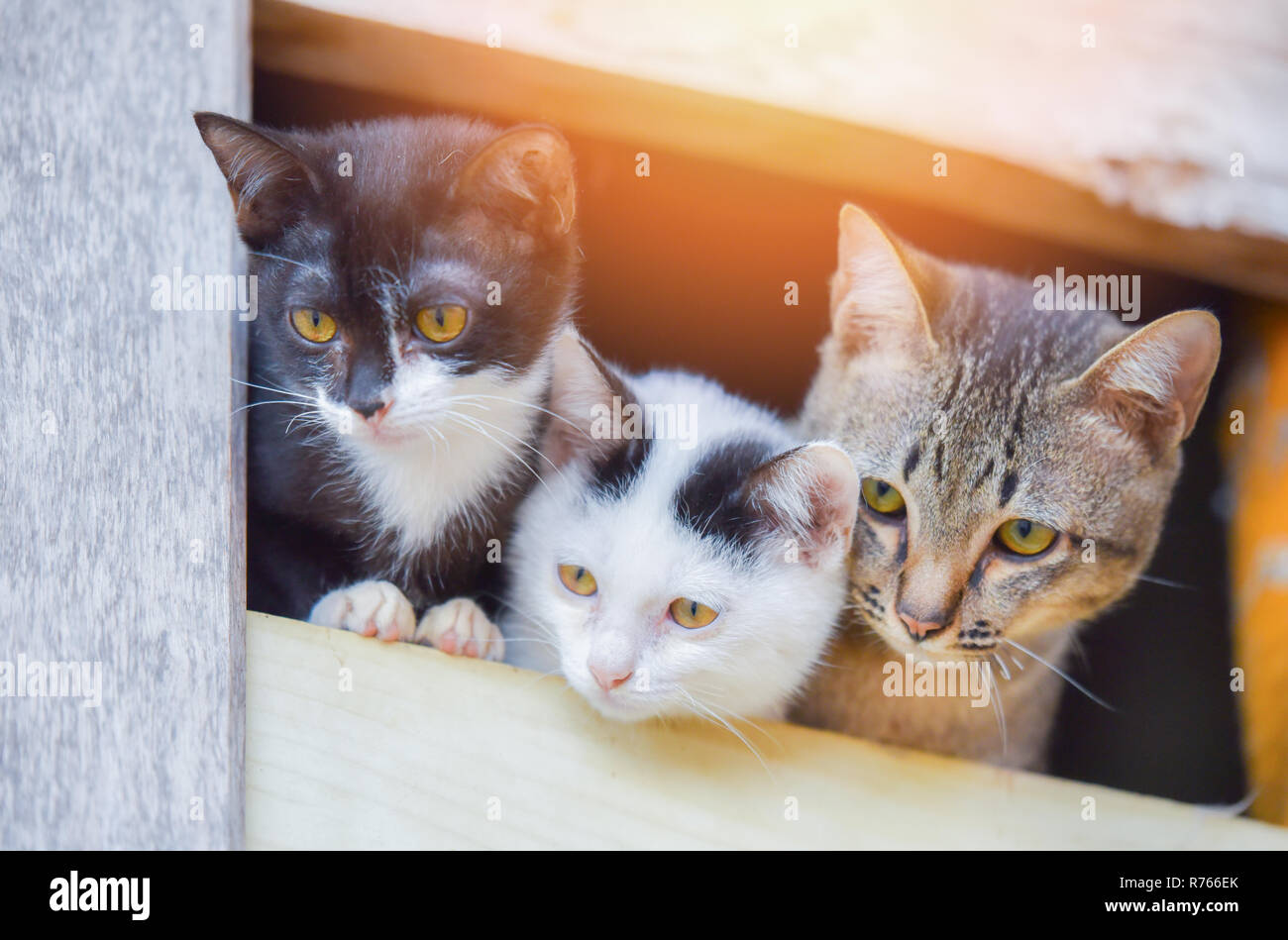 I gattini di cute cat / a tre con nero e wrown tabby cat fratelli multi colore gattino sulla finestra guardando al di fuori - asia thai cat triste animale da compagnia Foto Stock