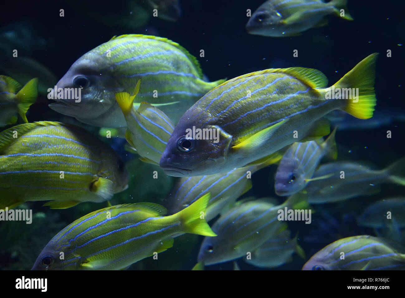 Foderato blu snapper pesce / scuola di blue rivestita snapper nuoto vita marina oceano subacquea (Lutjanus kasmira) Foto Stock