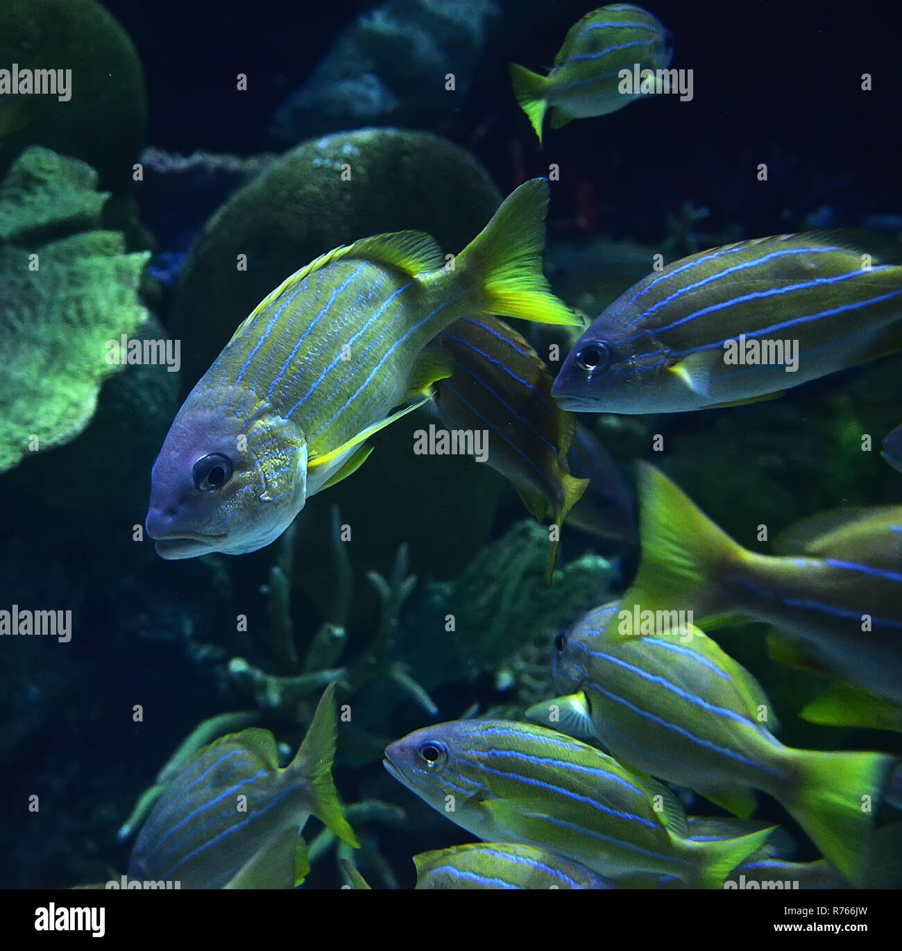 Foderato blu snapper pesce / scuola di blue rivestita snapper nuoto vita marina oceano subacquea (Lutjanus kasmira) Foto Stock