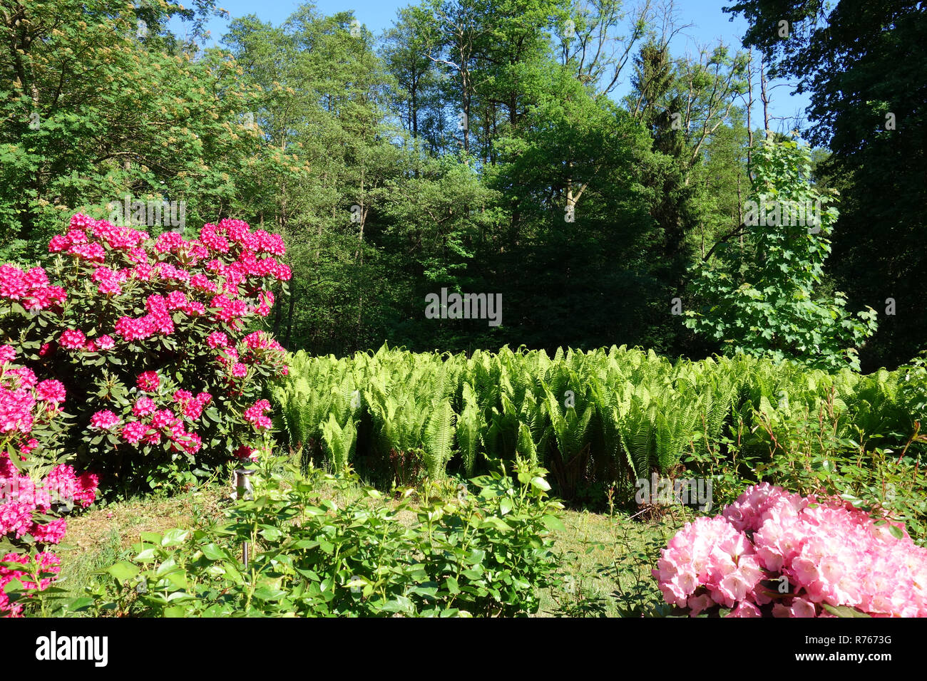 Rododendri e felci in un giardino paesaggistico Foto Stock