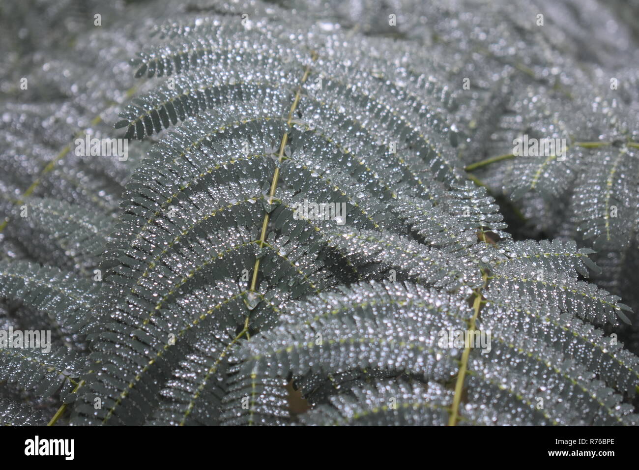 Wet Mimosa foglie di albero Foto Stock