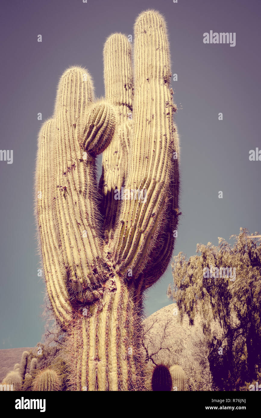 Cactus giganti nel deserto, Argentina Foto Stock