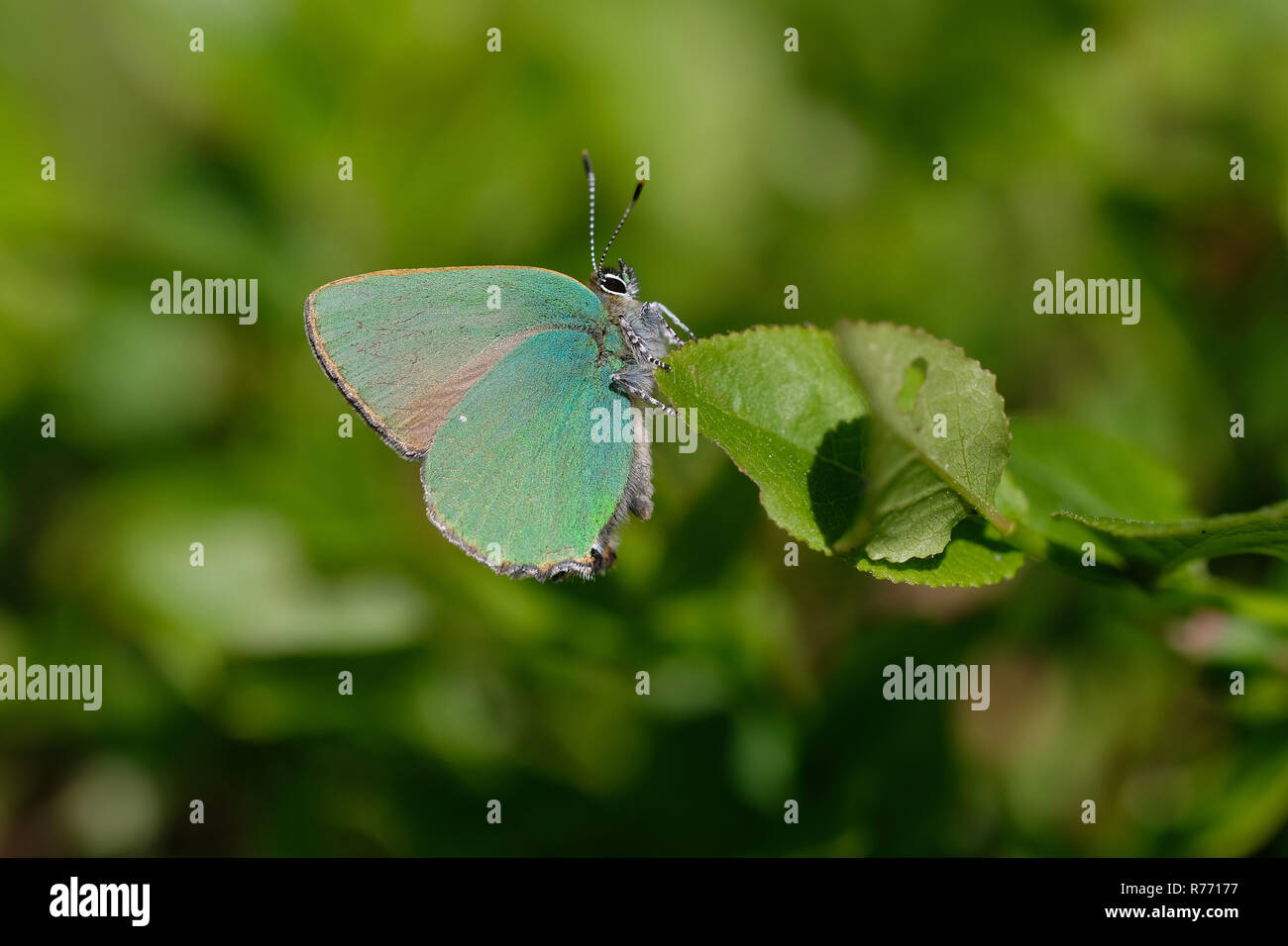Blackberry hairstreak - callophrys rubi Foto Stock